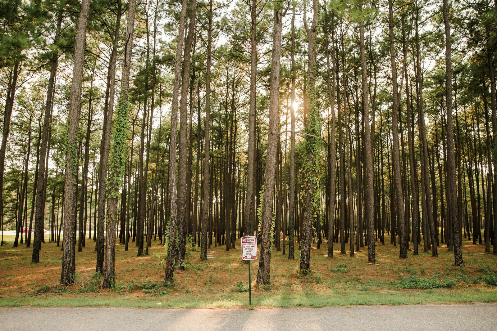 montgomery texas woods